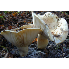 Мицелий Подгруздка белого / Груздь сухой (Russula delica)